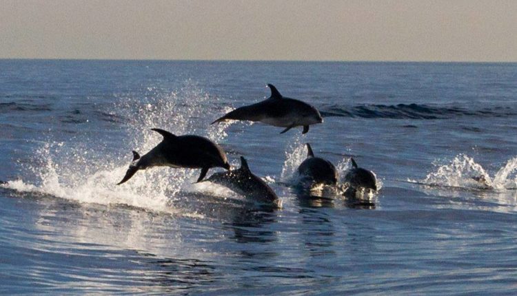 Annual Grey Whale Watching Tours at Dana Wharf