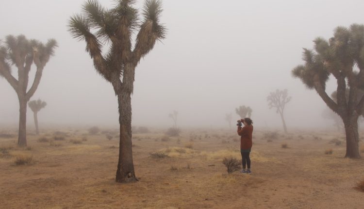 joshua tree