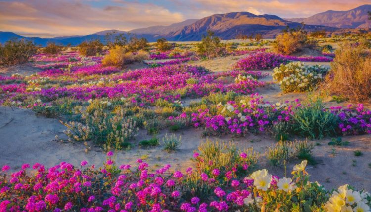 anza superbloom