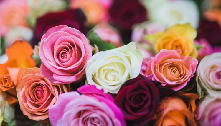arrangement-beautiful-bloom-714918-1-800×533