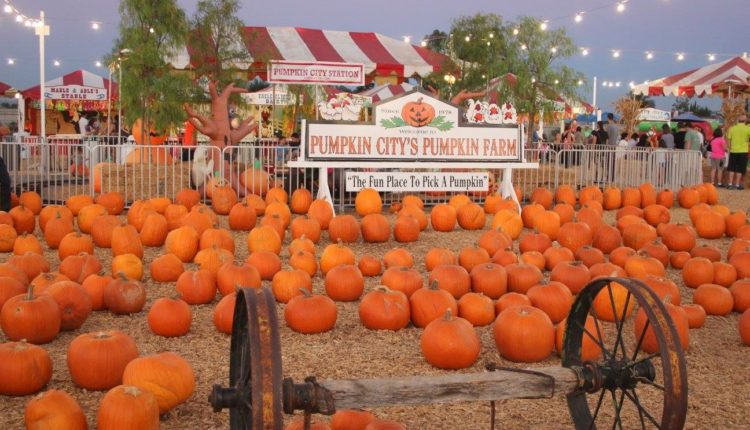 pumpkin city
