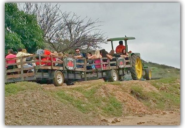 tanaka farms pumpkin patch