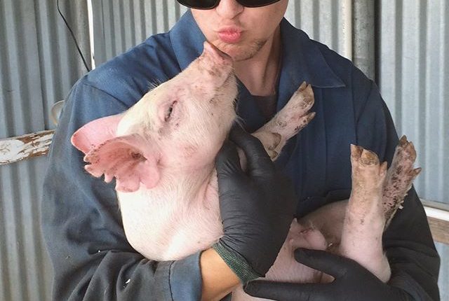 peltzer pumpkin farm