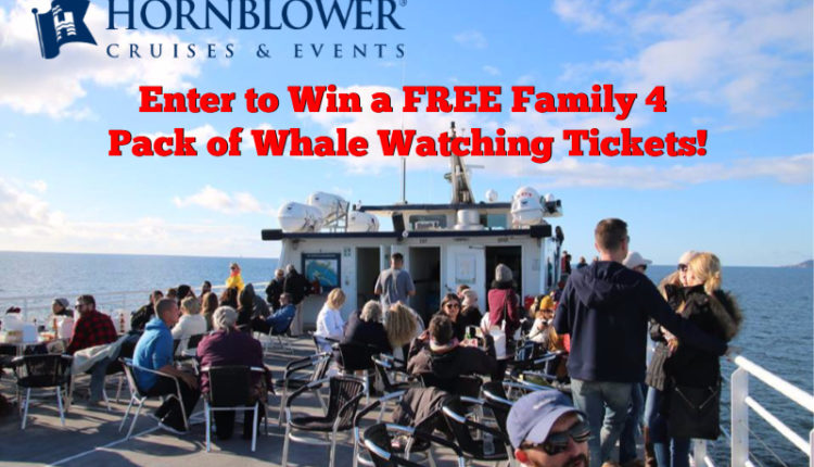 Hornblower Giveaway Whale 2 800 x 533