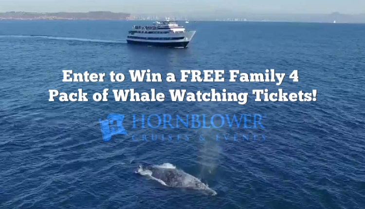 Hornblower Giveaway Whale 3 800 x 533