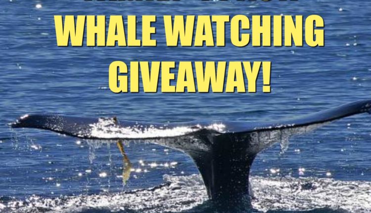 Whale Tail Giveaway FB