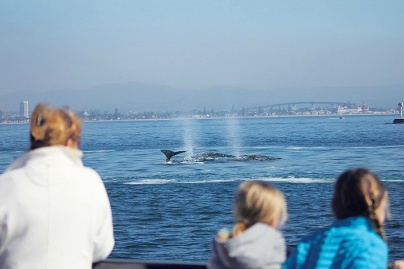 San Diego Whale Watching - 101 Things To Do In San Diego