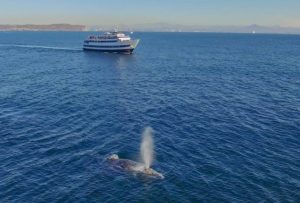 Hornblower Cruises & Events San Diego