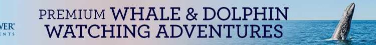 Hornblower Premium Whale Banner 2 728 x 90