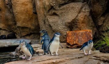 101 Things To Do In San Diego - 101 Things To Do In San Diego