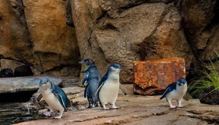 Birch Aquarium Presents Little Blue Penguins