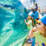 Birch Aquarium Presents Little Blue Penguins