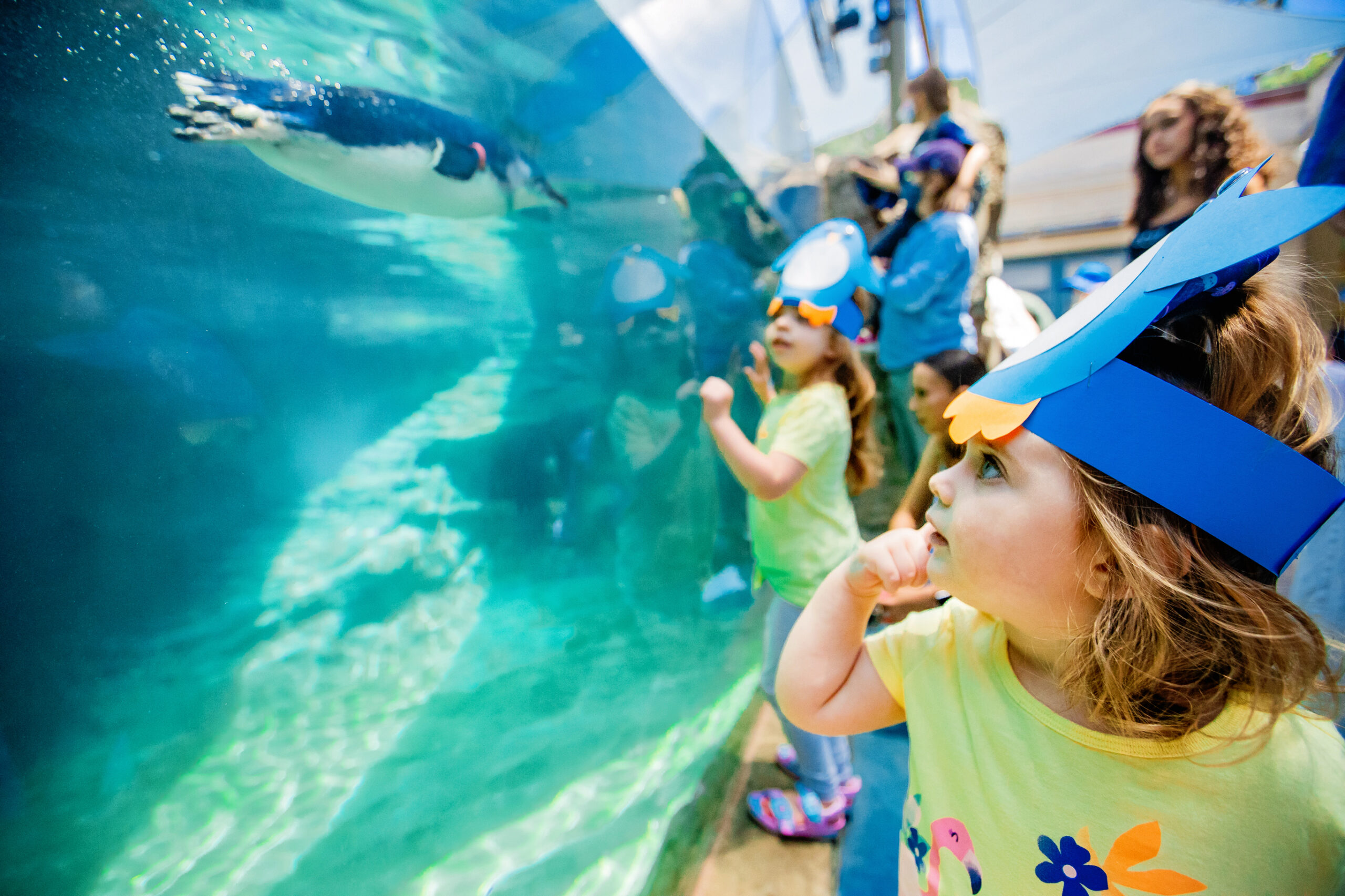 Birch Aquarium Presents Little Blue Penguins