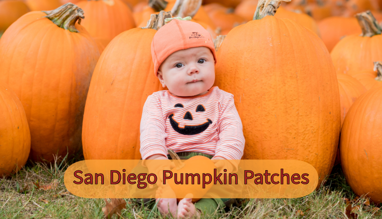 San Diego Pumpkin Patches