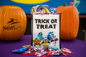 SeaWorld Halloween Spooktacular 6 Fun Things To Do This Week in San Diego September 8th - 14th