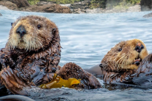 Sea Otters 6 Fun Things To Do This Week in San Diego November 17th - 23rd